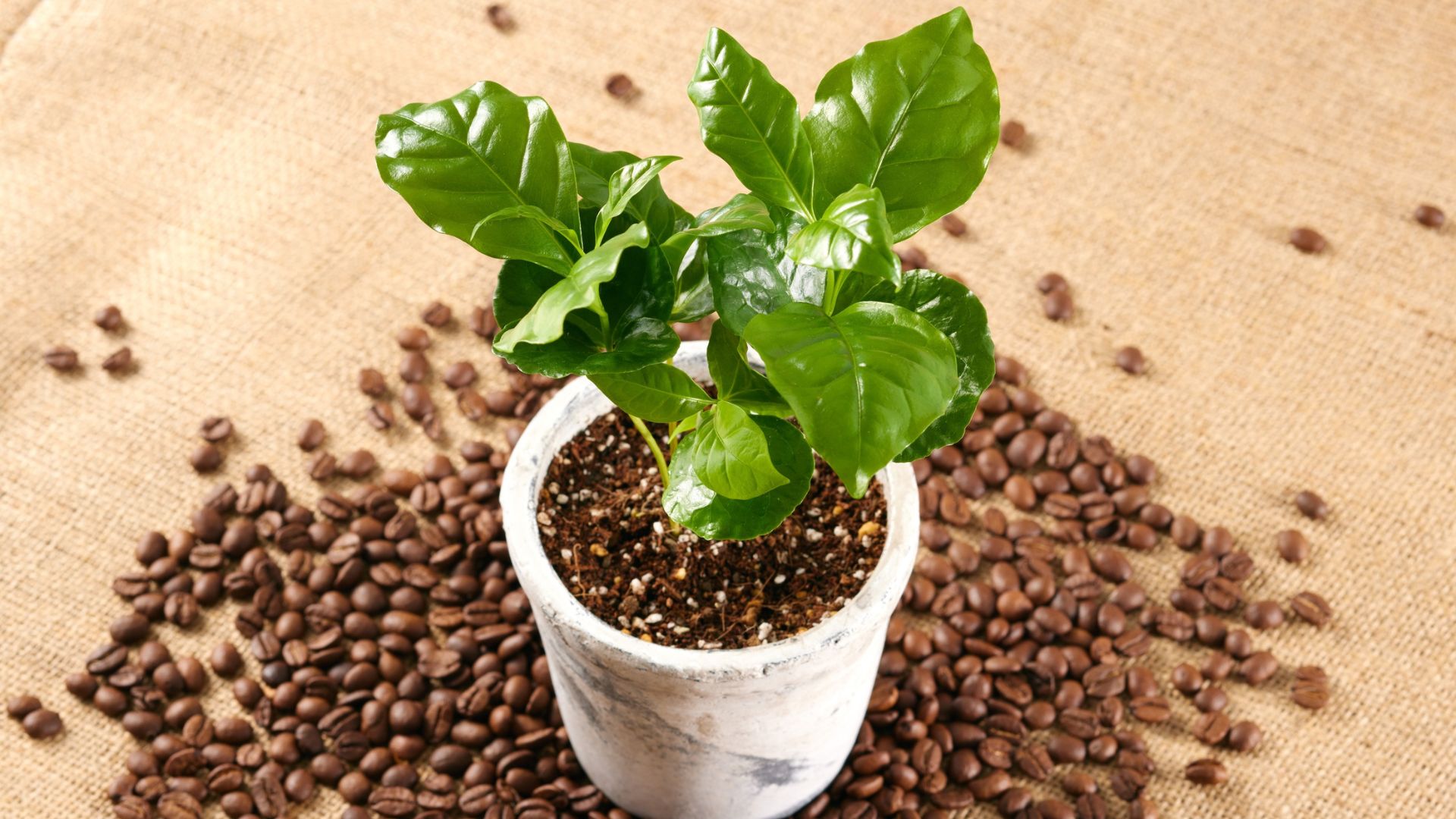 A small coffee plant in a pot sits on a burlap surface. Roasted coffee beans are scattered around the base of the pot.