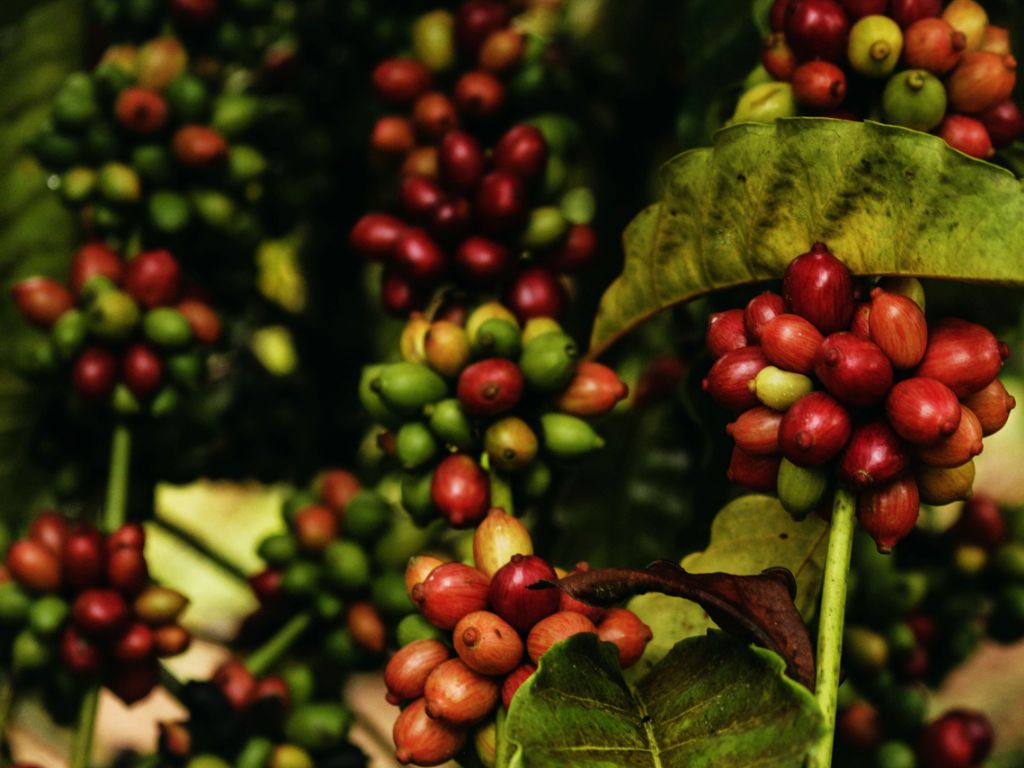 A close-up shot of clusters of coffee cherries in different stages of ripeness, with red, yellow, and green berries visible on the branches.