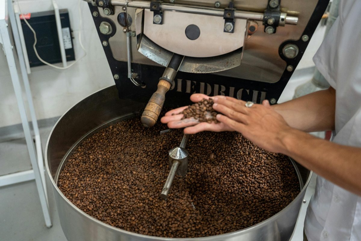 A person’s hands checking the quality of roasted beans as they rotate inside a professional roasting machine.